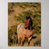 Poster Bob Langrish | Mustang Horse Standing (Devant)