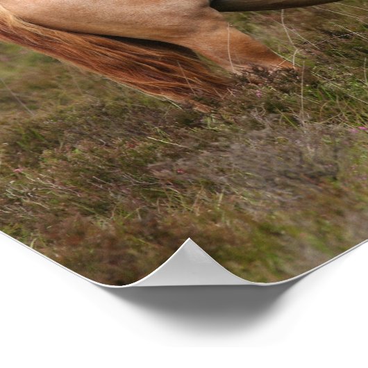 Poster Bob Langrish | Nouveau poney forestier debout dans (Coin)