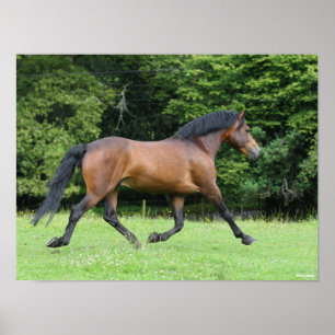 Poster Bob Langrish   Nouveau Stallion du ponton forestie