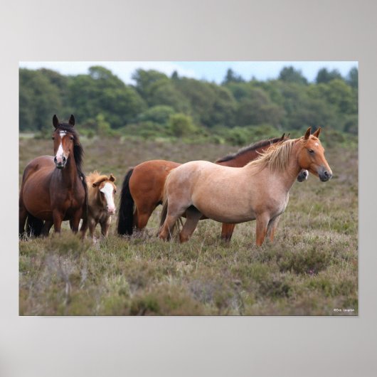 Poster Bob Langrish | Nouveaux poneys forestiers et poula (Devant)