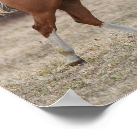 Poster Bob Langrish | Overo Paint Horse Running (Coin)