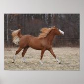 Poster Bob Langrish | Overo Paint Horse Running (Devant)