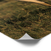 Poster Bob Langrish | Paint Horse Standing (Coin)