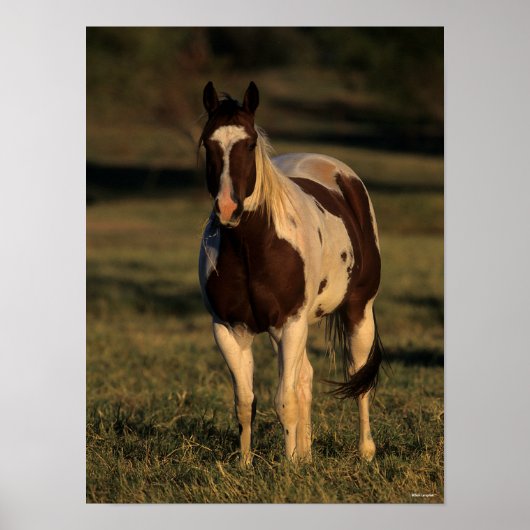 Poster Bob Langrish | Paint Horse Standing (Devant)