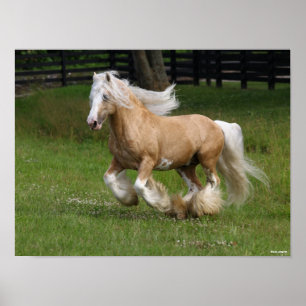 Poster Bob Langrish   Palomino Gypsy Vanner Cheval Courir