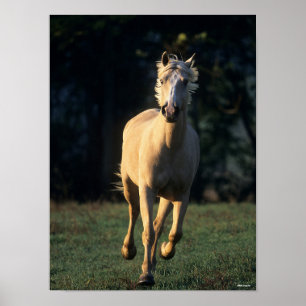 Poster Bob Langrish   Palomino Horse Running Backlit