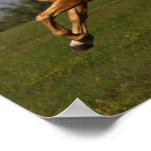 Poster Bob Langrish | Palomino Lusitano Stallion Leaping (Coin)