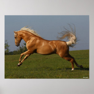 Poster Bob Langrish Palomino Lusitano Stallion Leaping