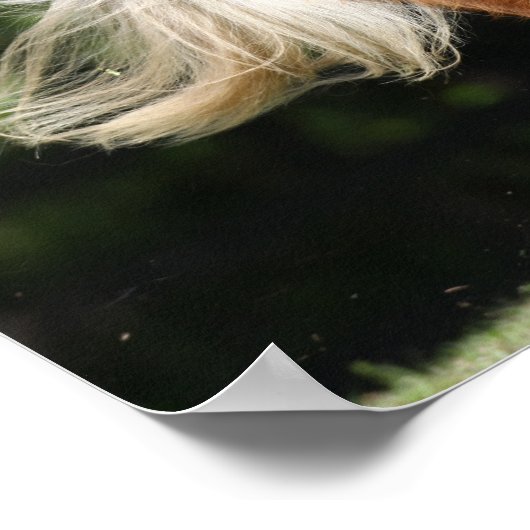 Poster Bob Langrish | Palomino Miniature Pony Running (Coin)