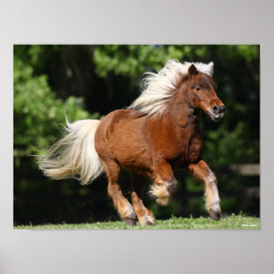 Poster Bob Langrish   Palomino Miniature Pony Running