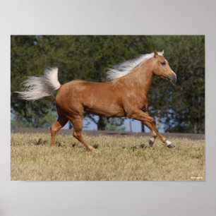 Poster Bob Langrish Palomino Quarter Cheval Courir