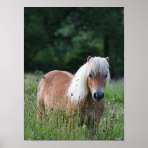 Poster Bob Langrish   Palomino Shetland Debout Dans L'Her