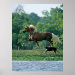 Poster Bob Langrish   Palomino Tennessee Walker and Dog