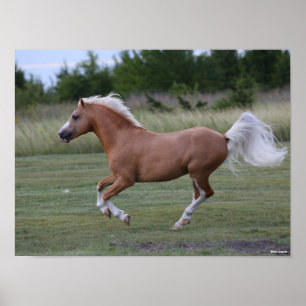 Poster Bob Langrish   Palomino Welsh Pony Running