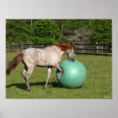 Poster Bob Langrish | Paso Fino Cheval Jouer Avec Ball (Devant)
