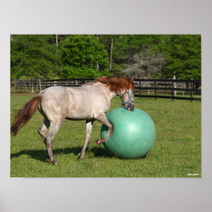 Poster Bob Langrish Paso Fino Cheval Jouer Avec Ball