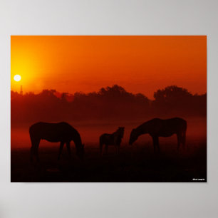 Poster Bob Langrish Pâturage à trois chevaux au coucher