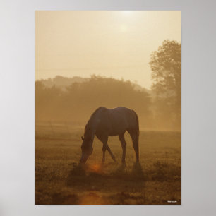 Poster Bob Langrish Pâturage arabe au coucher du soleil