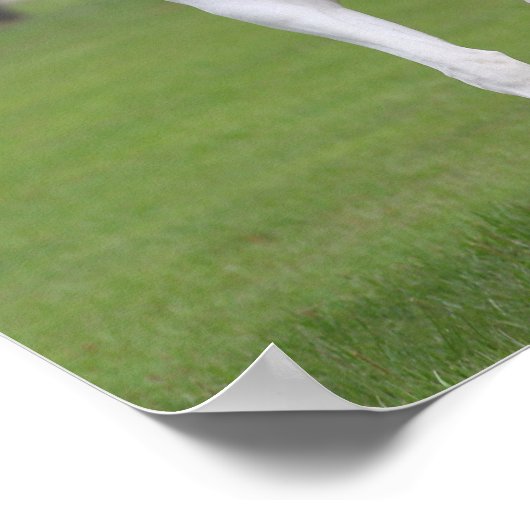 Poster Bob Langrish | Pinto Warmblood (Coin)