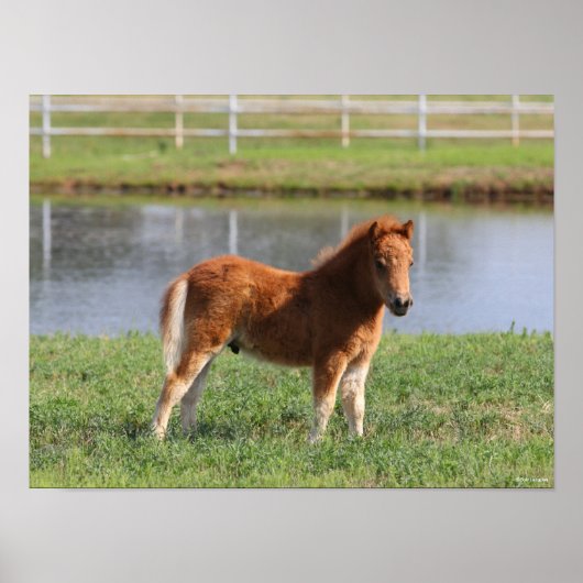 Poster Bob Langrish | Poisson de poney miniature debout (Devant)