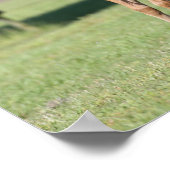 Poster Bob Langrish | Quart de chevaux Foals Together (Coin)