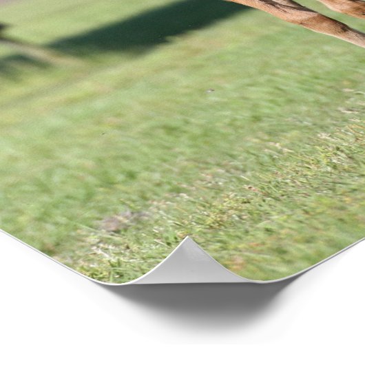 Poster Bob Langrish | Quart de chevaux Foals Together (Coin)