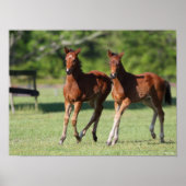 Poster Bob Langrish | Quart de chevaux Foals Together (Devant)