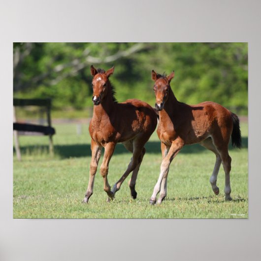 Poster Bob Langrish | Quart de chevaux Foals Together (Devant)