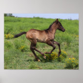 Poster Bob Langrish | Quart Horse Foal Running (Devant)