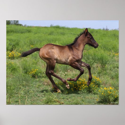 Poster Bob Langrish | Quart Horse Foal Running (Devant)