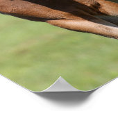 Poster Bob Langrish | Quarter Cheval Mare et Foie (Coin)