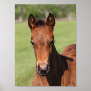 Poster Bob Langrish Quarter Horse Foal Headshot
