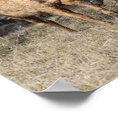 Poster Bob Langrish | Quatre Chevaux De Courbe Bashkir Co (Coin)