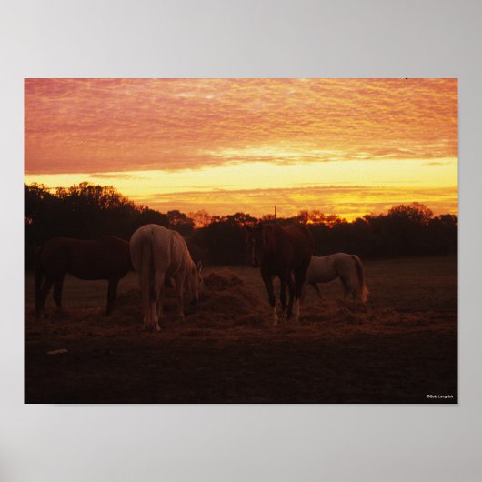 Poster Bob Langrish | Quatre chevaux pâturant au coucher (Devant)