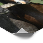 Poster Bob Langrish | Quatre Jeunes Andalous À La clôture (Coin)