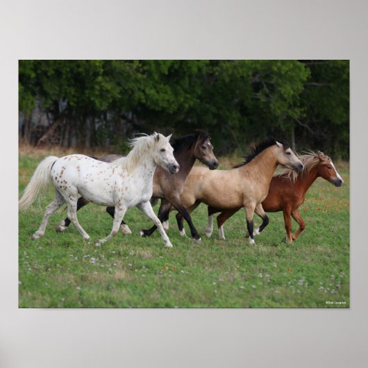 Poster Bob Langrish | Quatre Poney Courant Ensemble (Devant)
