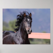 Poster Bob Langrish | Retour Casque andalou (Devant)