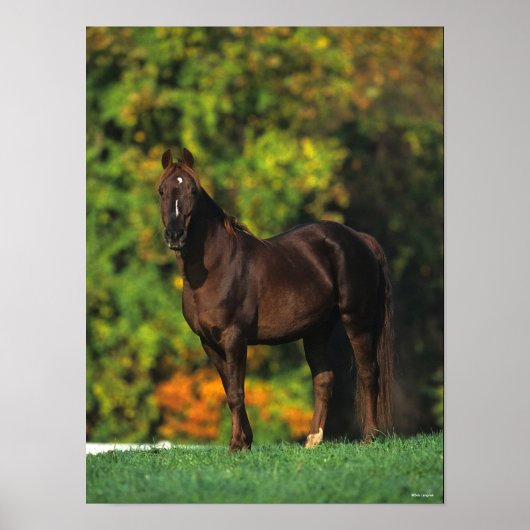 Poster Bob Langrish Rocky Mountain Horse debout Automne (Devant)