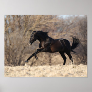 Poster Bob Langrish Running Andalucian