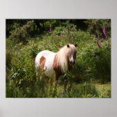 Poster Bob Langrish | Shetland Pony Debout En Fleurs (Devant)