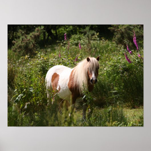 Poster Bob Langrish | Shetland Pony Debout En Fleurs (Devant)