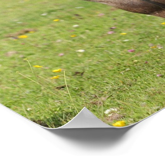 Poster Bob Langrish | Shetland Pony Standing (Coin)