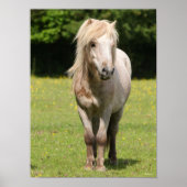 Poster Bob Langrish | Shetland Pony Standing (Devant)