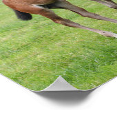 Poster Bob Langrish | Sport Horse Foals Jouer (Coin)