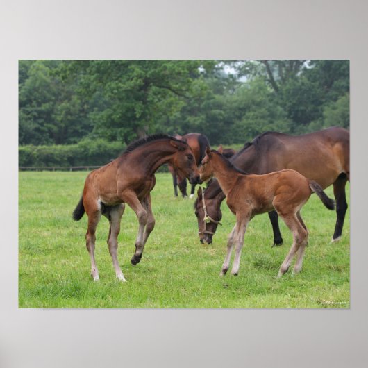 Poster Bob Langrish | Sport Horse Foals Jouer (Devant)