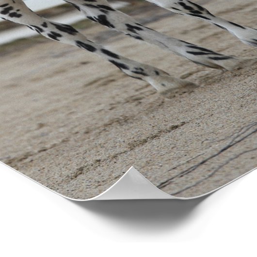 Poster Bob Langrish | Spotty Appaloosa Friesian Standing (Coin)