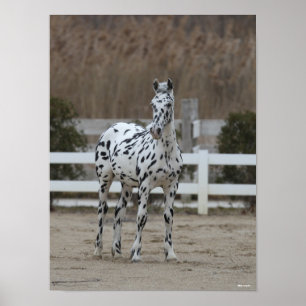 Poster Bob Langrish   Spotty Appaloosa Friesian Standing