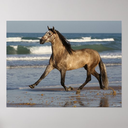 Poster Bob Langrish Stallion Andalou Courir Sur La Plage (Devant)