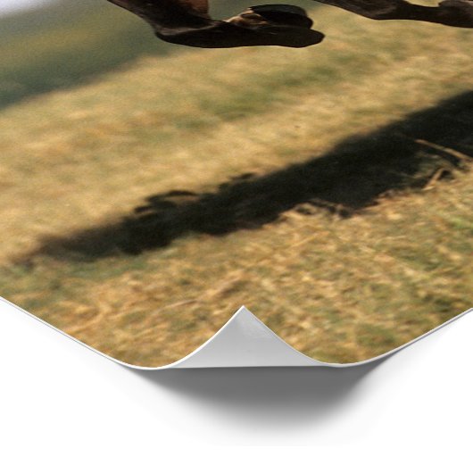 Poster Bob Langrish | Stallion andalou en marche (Coin)