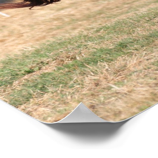 Poster Bob Langrish | Stallion arabe châtaignier courant (Coin)